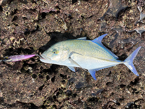 カスミアジの釣果