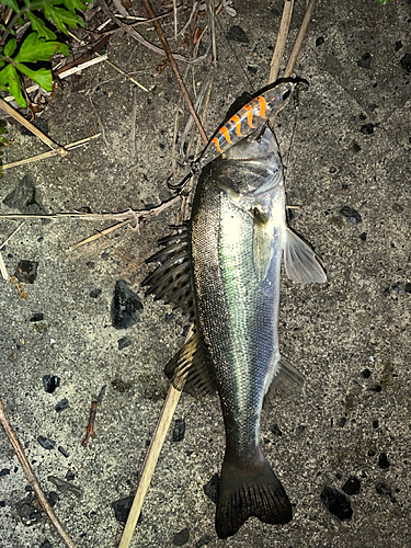 セイゴ（マルスズキ）の釣果