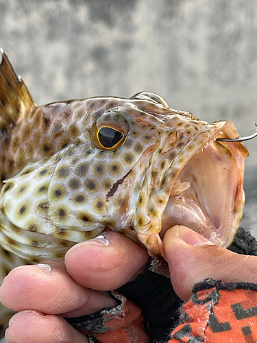 シロブチハタの釣果