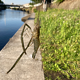 テナガエビ