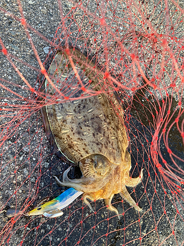 モンゴウイカの釣果