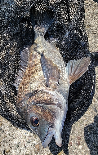 チヌの釣果