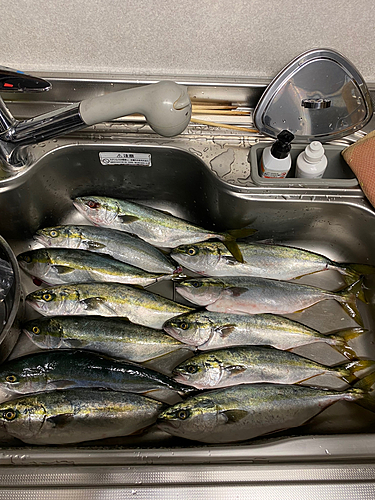 イナダの釣果