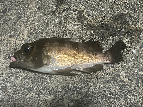 メバルの釣果