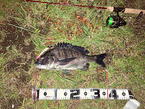 クロダイの釣果