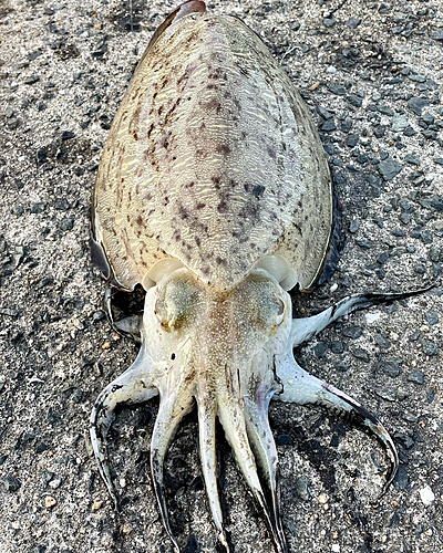 モンゴウイカの釣果