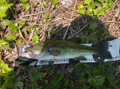 ブラックバスの釣果