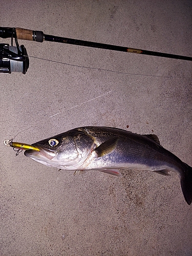 シーバスの釣果