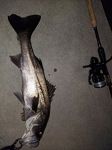 シーバスの釣果