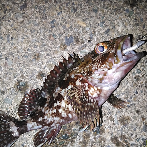 イソカサゴの釣果