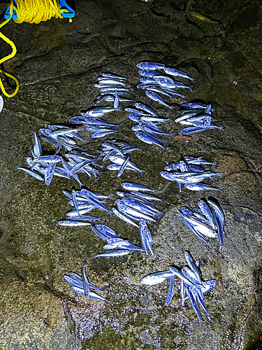 イワシの釣果