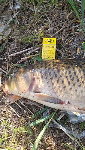 コイの釣果