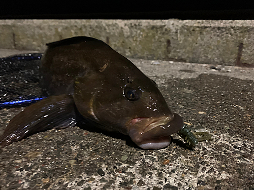 アイナメの釣果