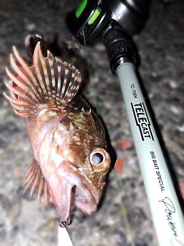 カサゴの釣果