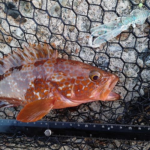 キジハタの釣果