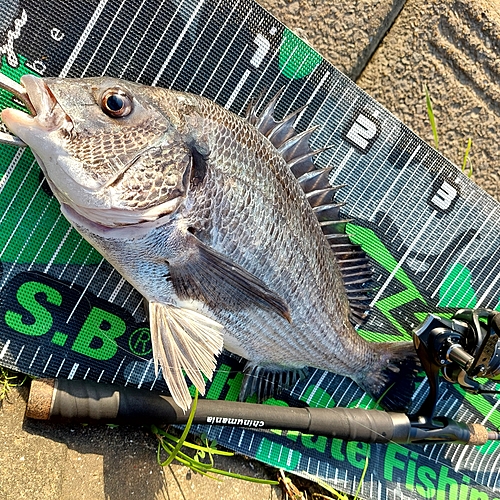 チヌの釣果