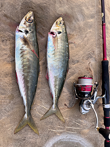 アオアジの釣果