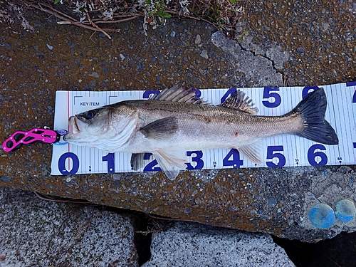 シーバスの釣果