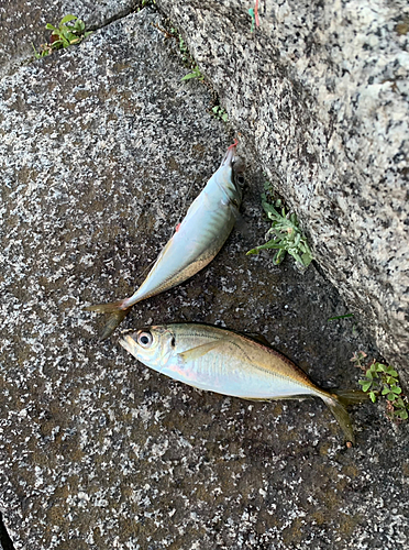 マアジの釣果