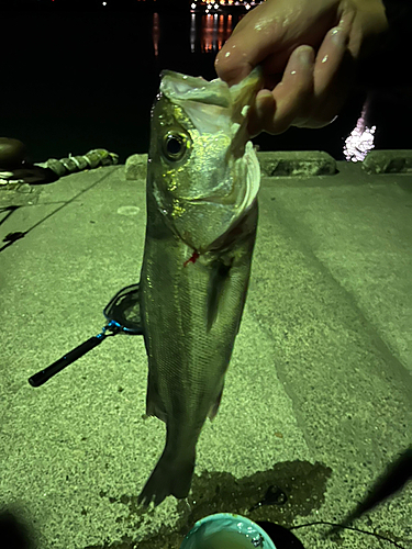 フッコ（マルスズキ）の釣果