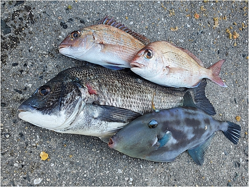 チヌの釣果