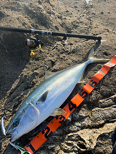 イナダの釣果