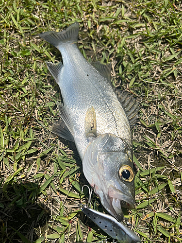 セイゴ（ヒラスズキ）の釣果