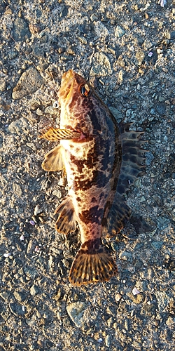 タケノコメバルの釣果