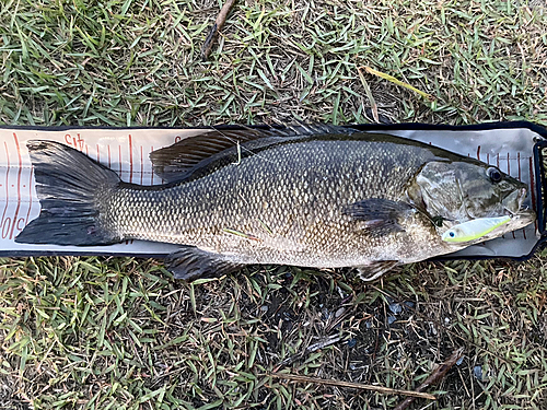 スモールマウスバスの釣果