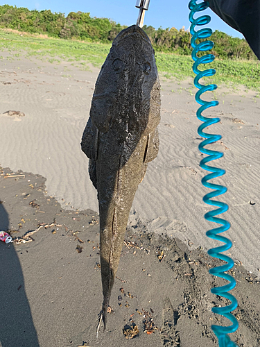 マゴチの釣果