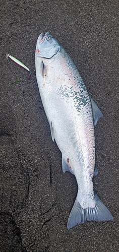 サクラマスの釣果