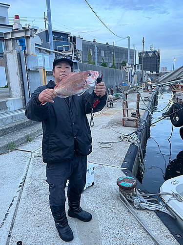 マダイの釣果