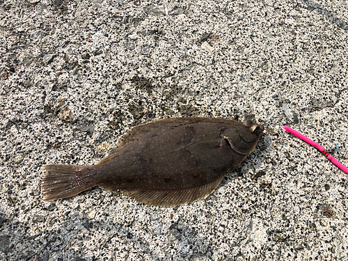 カレイの釣果