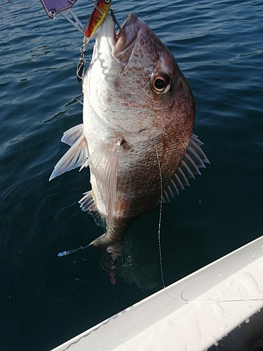 マダイの釣果