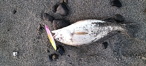 ニベの釣果