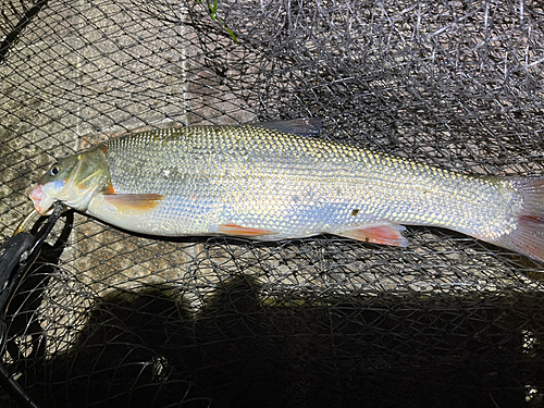 ウグイの釣果