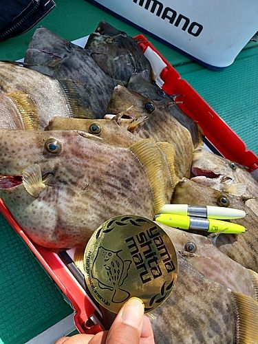 カワハギの釣果