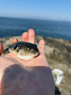 フグの釣果