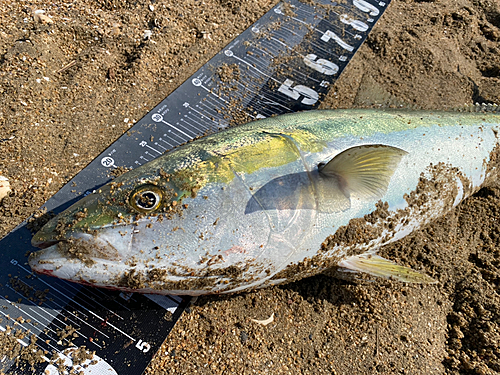 ブリの釣果