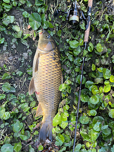 コイの釣果