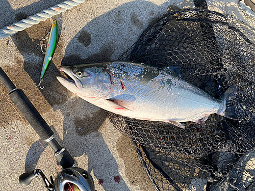 サクラマスの釣果