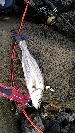 スズキの釣果