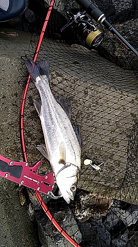 スズキの釣果