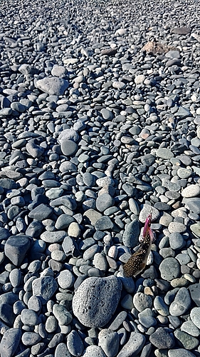 フグの釣果