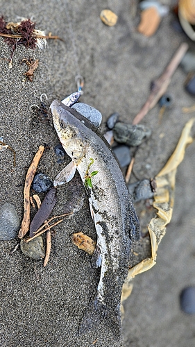 ウグイの釣果