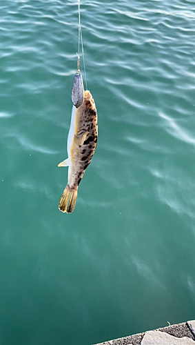 フグの釣果