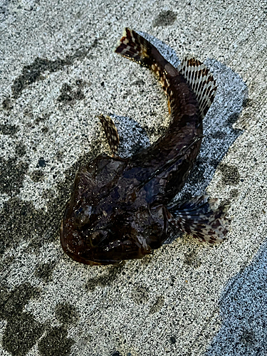 カジカの釣果