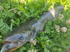 ナマズの釣果