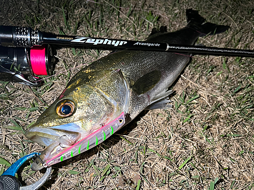 シーバスの釣果