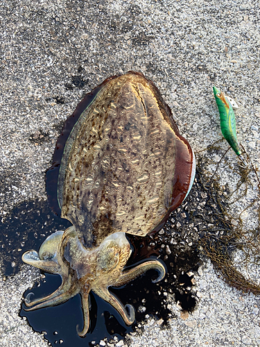 コウイカの釣果